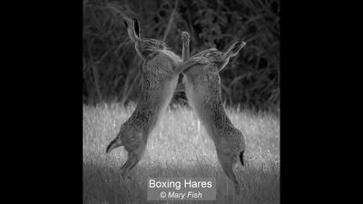 02_Boxing Hares_Mary Fish