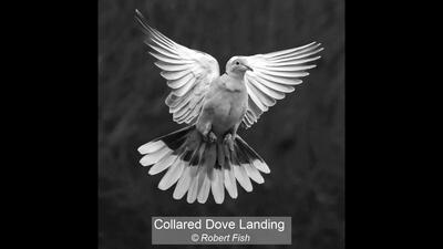 03_Collared Dove Landing_Robert Fish