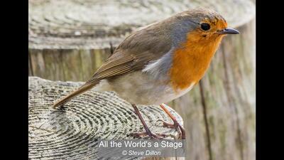 07_All the World's a Stage_Steve Dillon