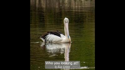 09_Who you looking at!!_Sue Cross