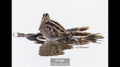 Snipe