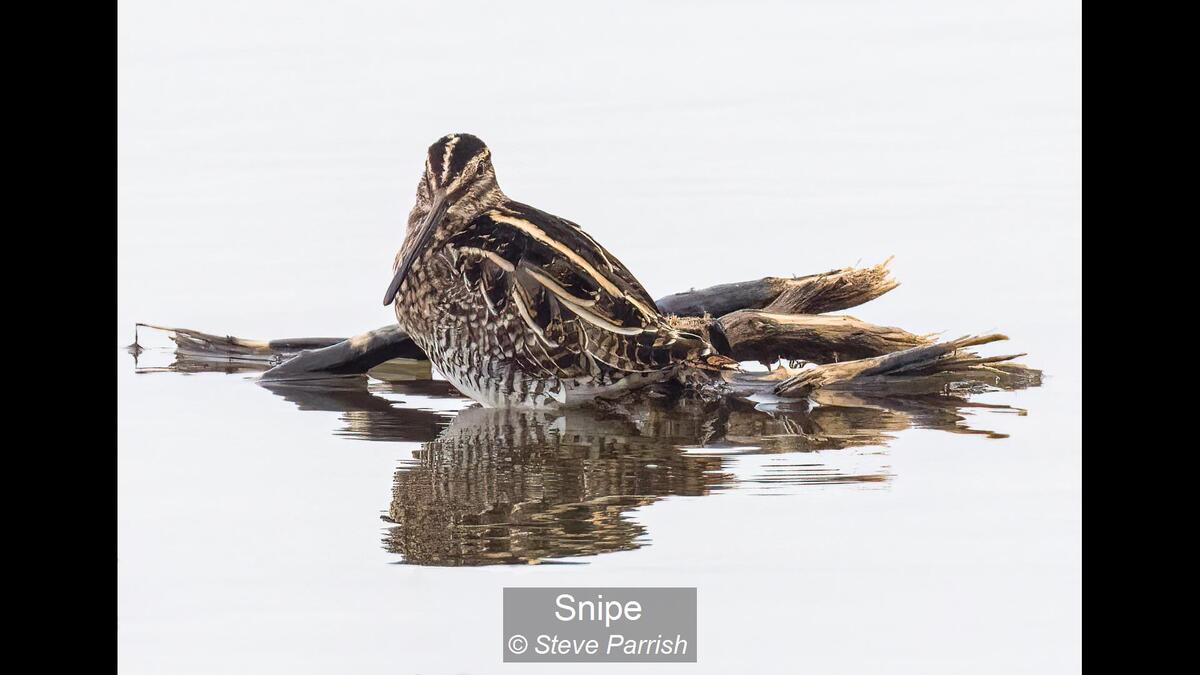 Snipe