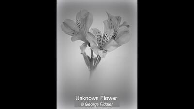 Unknown Flower