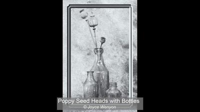 Poppy Seed Heads with Bottles