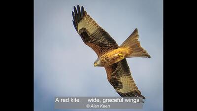 A red kite, wide, graceful wings Alan Keen 18 points