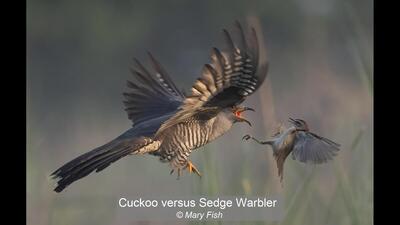 Cuckoo versus Sedge Warbler Mary Fish 20 points