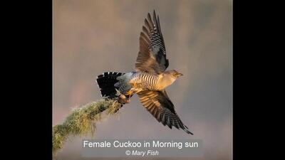 Female Cuckoo in Morning sun Mary Fish 18 points