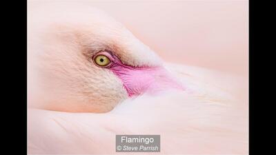 Flamingo Steve Parrish 18 points