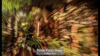 Forest Fuzzy Sharp Mary Fish 19 points