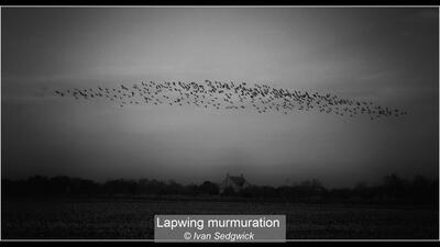 Lapwing murmuration Ivan Sedgwick 19 points