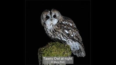 Tawny Owl at nigh Mary Fish 18 points