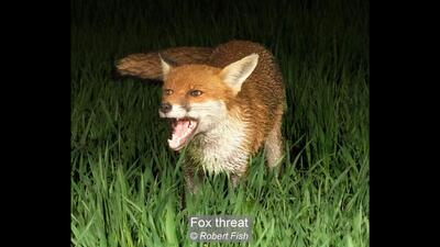 Fox threat Robert Fish 19 points