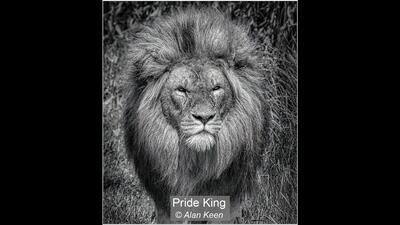 Pride King Alan Keen 18 points