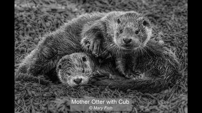 Mother Otter with Cub Mary Fish 18 points