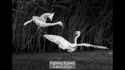 Fighting Egrets Steve Parrish 18 points