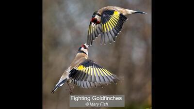 Fighting Goldfinches Mary Fish 20 points