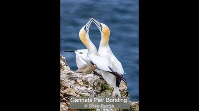 Gannets Pair Bonding Steve Parrish 19 points
