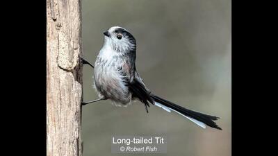 Long-tailed Tit Robert Fish 18 points