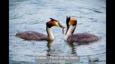 Grebes - Perch on the menu Gerry Kemp 20 points