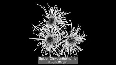 Spider Chrysanthemums Joyce Wenyon 18 points
