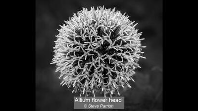 Allium flower head Steve Parrish 19 points