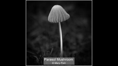 Parasol Mushroom Mary Fish 18 points