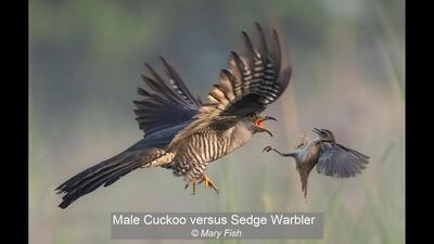 Male Cuckoo versus Sedge Warbler Mary Fish 19 points