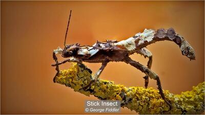 Stick Insect George Fiddler 18 points