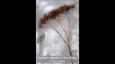 Sedium seeds in the thaw Gerry Kemp 18 points
