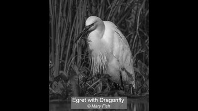 Egret with Dragonfly Mary Fish