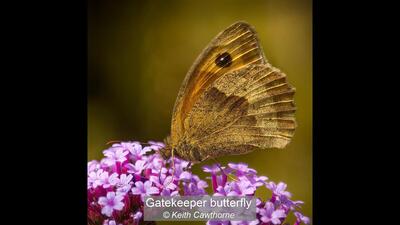 Gatekeeper butterfly Keith Cawthorne 19 points