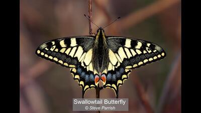 Swallowtail Butterfly Steve Parrish 19 points