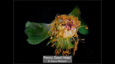 Peony Seed Head Joyce Wenyon 19 points