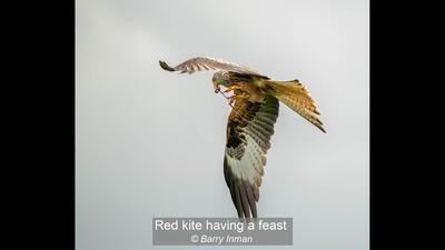 Red kite having a feast