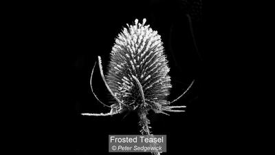 Frosted Teasel