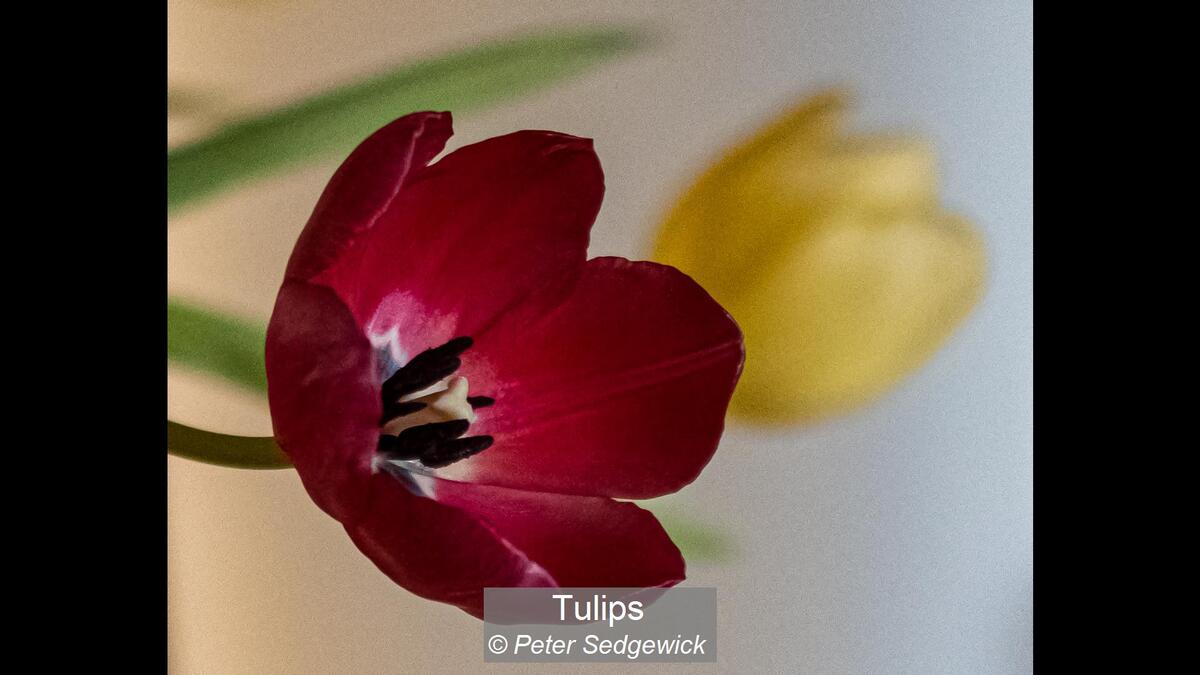 Tulips