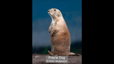 07_Prairie Dog_Peter Sedgewick
