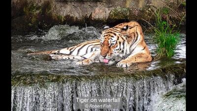 08_Tiger on waterfall_Robert Fish