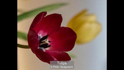 18_Tulips_Peter Sedgewick