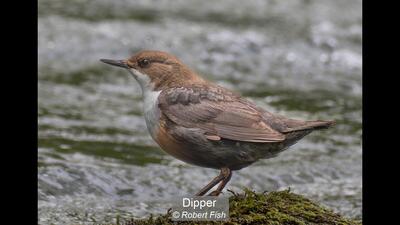 19_Dipper_Robert Fish