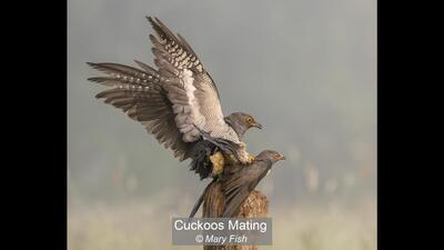 15_Cuckoos Mating_Mary Fish