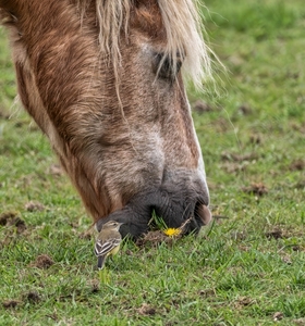 Don't eat the dandelion!	