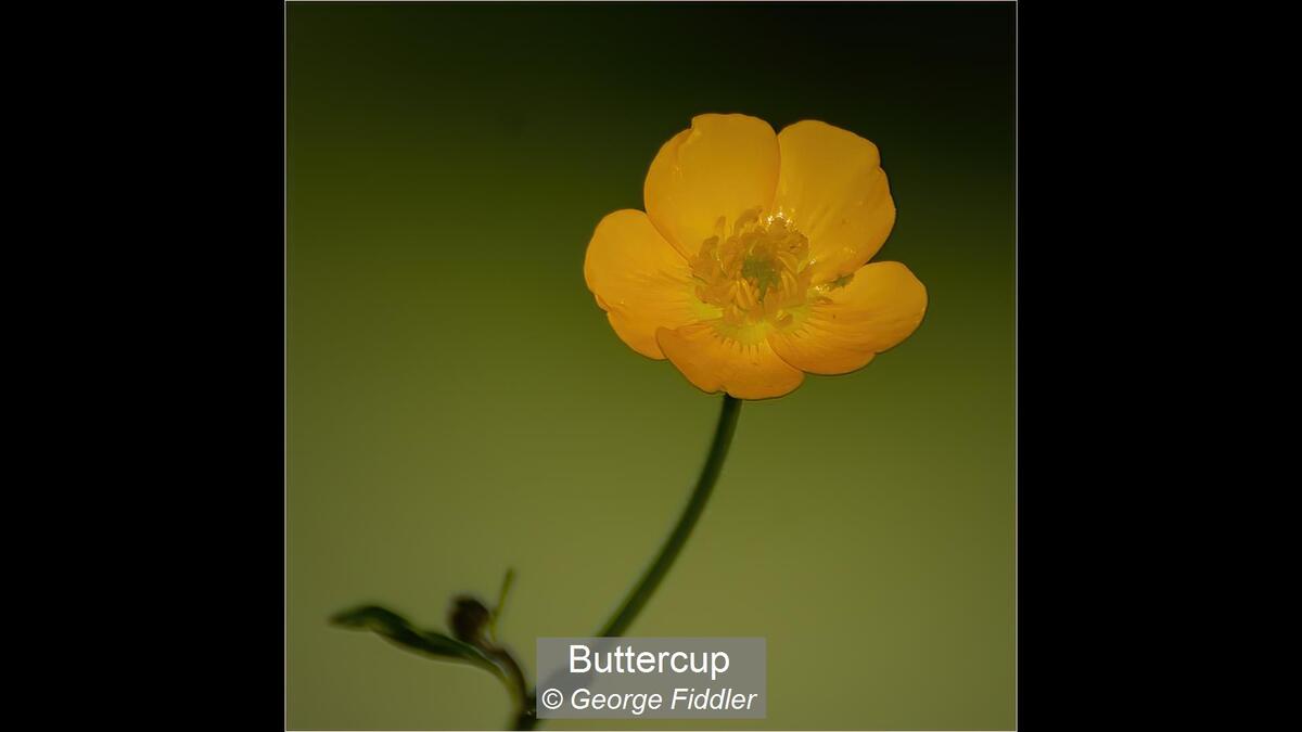 Buttercup