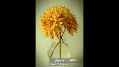 Dahlia