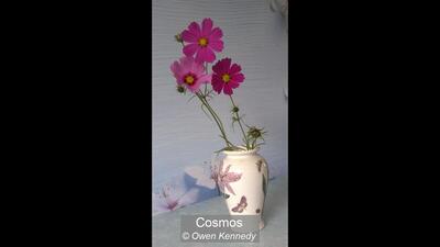 Cosmos