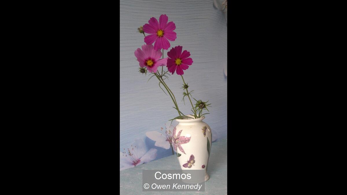 Cosmos