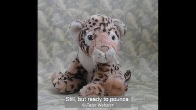 Still, but ready to pounce