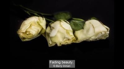 01_Fading beauty._Barry Inman