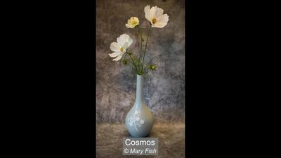 24_Cosmos_Mary Fish