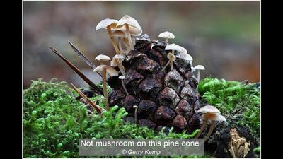 17_Not mushroom on this pine cone_Gerry Kemp